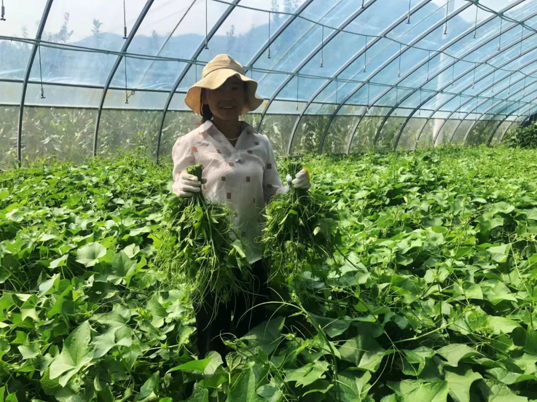 致富经蔬菜种植_什么菜种植致富_致富经种蔬菜种出千万财富