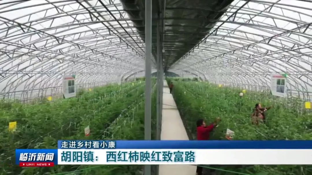 农村种植致富好项目_大埔种植致富项目_孝感农业致富种植各种水果网