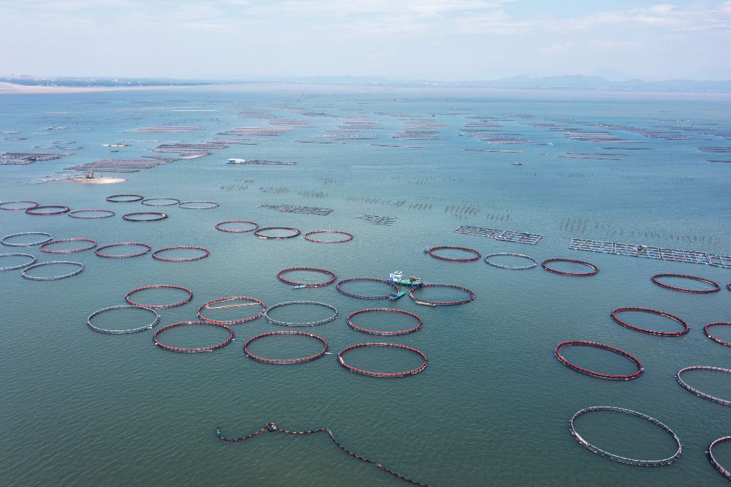 海水鲳鱼养殖_海里的鲳鱼有养殖的吗_海上养殖金鲳鱼技术