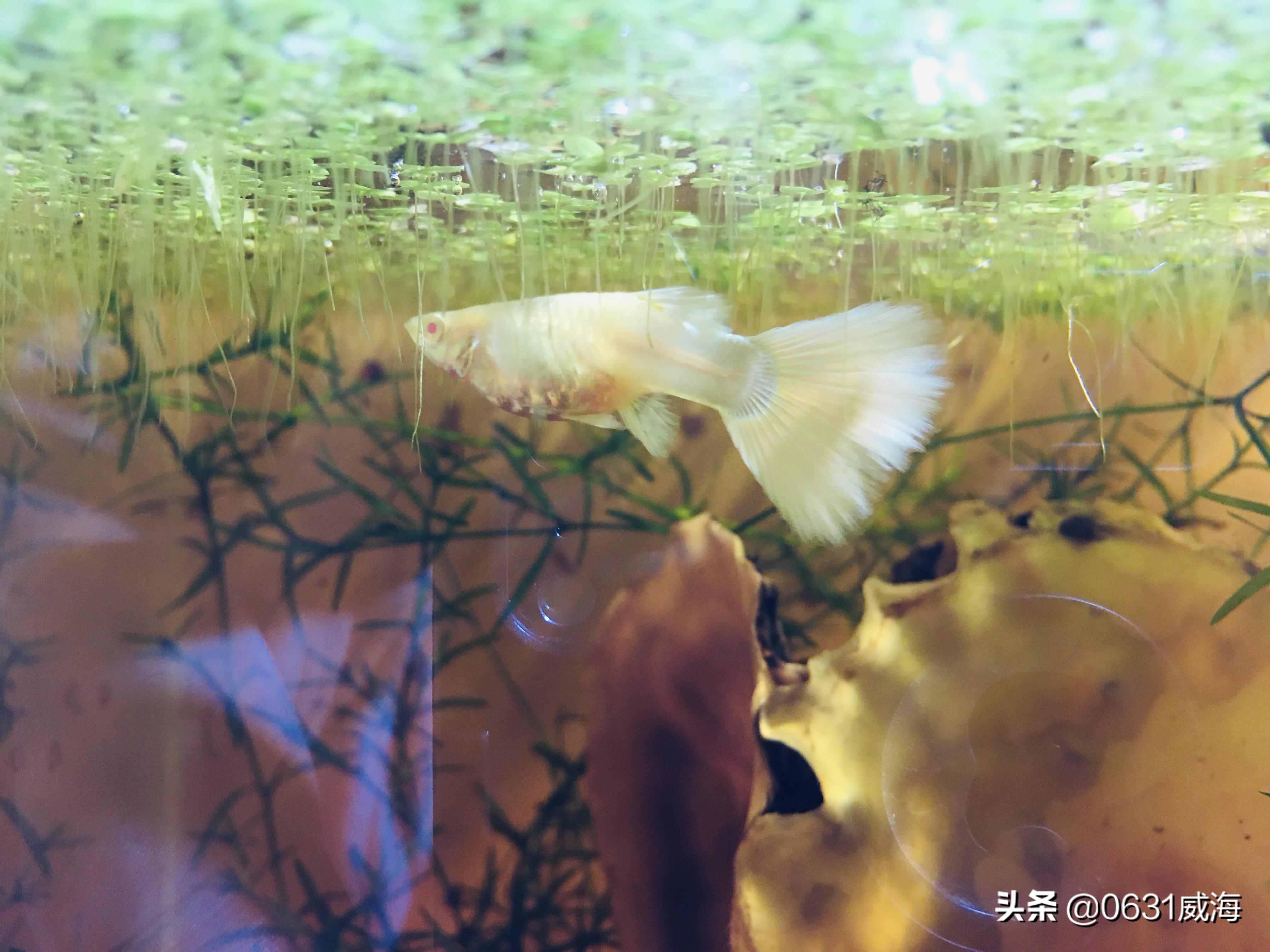 视频孔雀养殖技术教程_视频孔雀养殖技术教学_孔雀养殖技术的视频