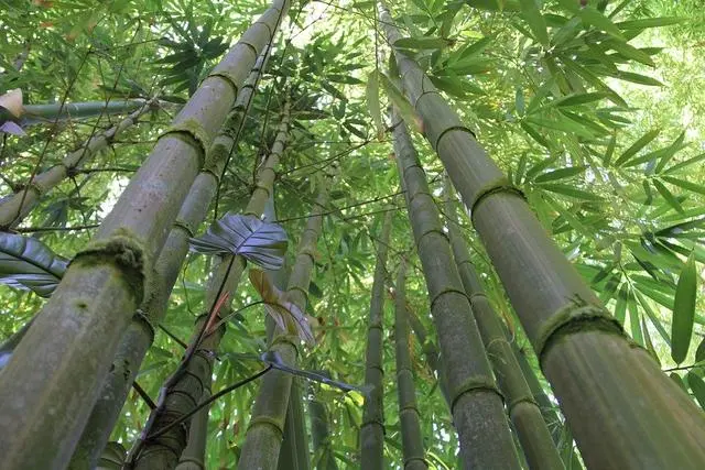 致富笋种植方法视频_致富经竹笋_致富笋种植方法