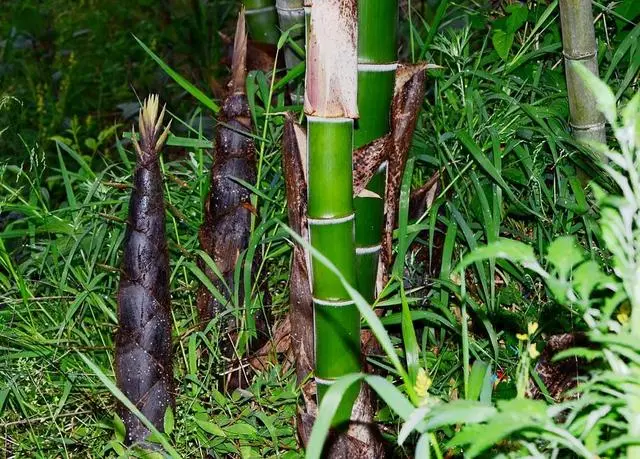 致富经竹笋_致富笋种植方法视频_致富笋种植方法