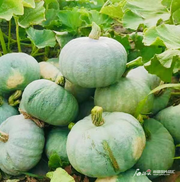 南瓜种植板栗技术与管理_板栗南瓜种植技术_板粟南瓜的种植枝术