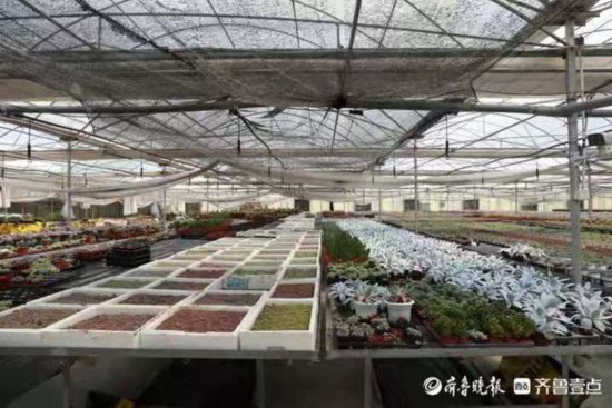 种花致富经_种植致富花卉_花卉致富种植有哪些