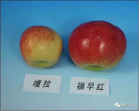 青枣种植技术视频大全_青枣种植技术与管理视频_青枣栽培技术视频