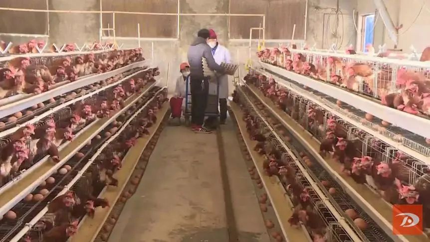 庭院致富经验案例_小庭院养殖致富案例_庭院养殖致富新闻