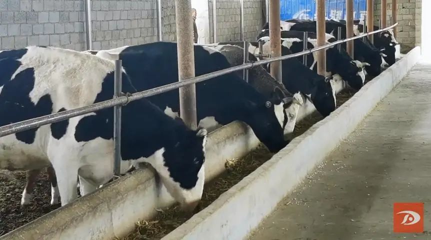 小庭院养殖致富案例_庭院致富经验案例_庭院养殖致富新闻