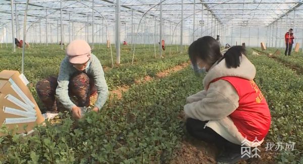 种花致富选什么品种_花卉致富种植方法_种植致富花卉