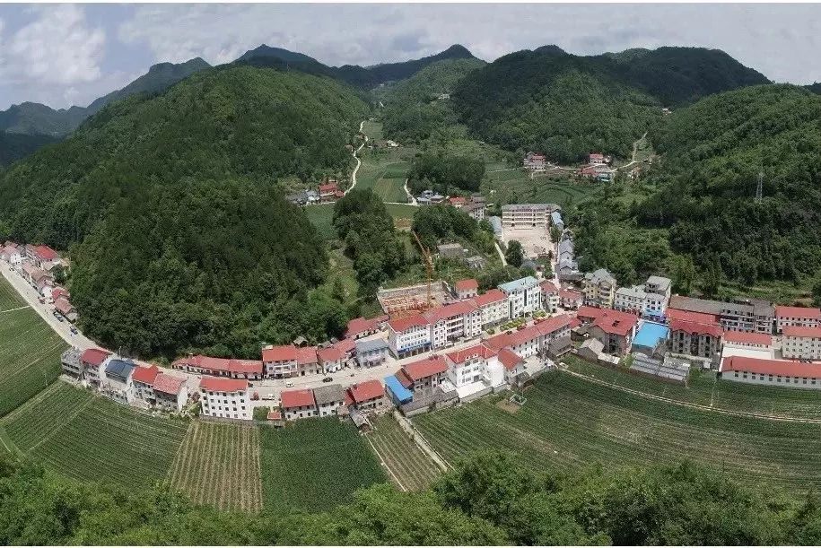 致富种植榛子视频_种植榛子的经济效益怎么样_致富经种植榛子