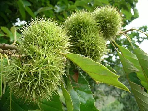 致富种植榛子图片_致富经种植榛子_种植榛子赚钱吗
