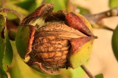 致富种植榛子图片_致富经种植榛子_种植榛子赚钱吗