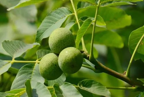 致富经种植榛子_致富种植榛子图片_种植榛子赚钱吗