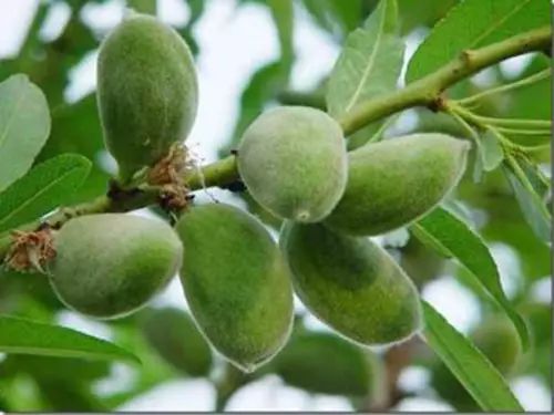致富经种植榛子_致富种植榛子图片_种植榛子赚钱吗