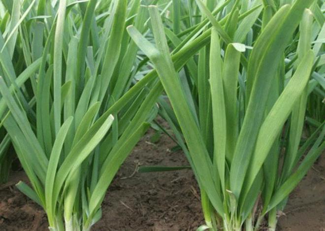 韭菜种植视频播放_种植韭菜技术视频_视频韭菜种植技术大全