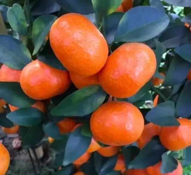 高品质砂糖橘种植技术