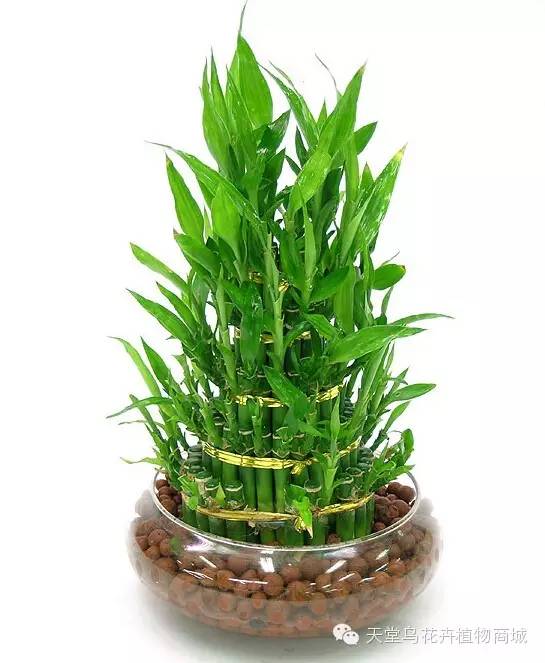 花卉致富种植方法_种花致富经_种植致富花卉