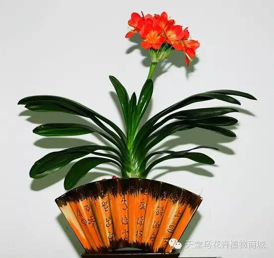 种花致富经_花卉致富种植方法_种植致富花卉