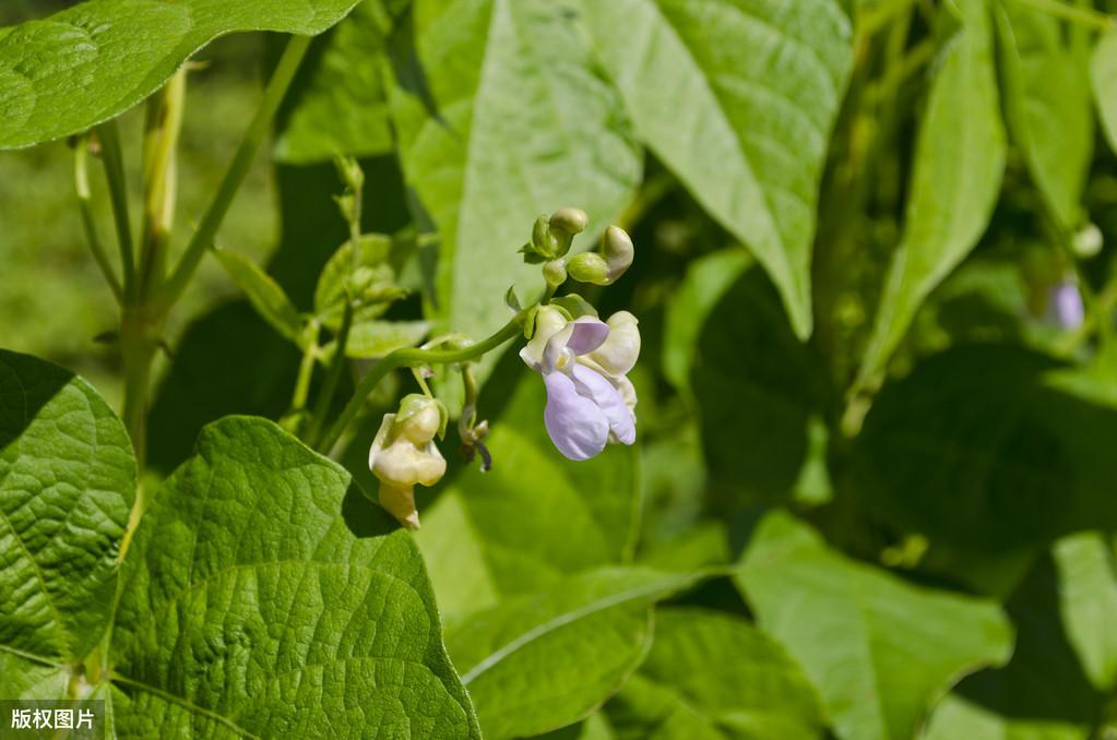 种植大豆视频_种豆的视频_地豆种植技术视频