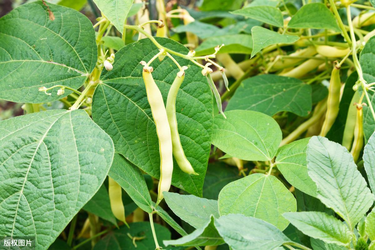 种豆的视频_地豆种植技术视频_种植大豆视频