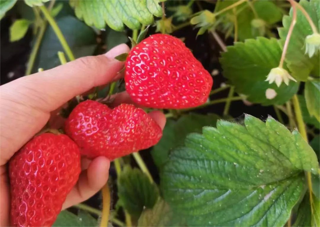 温室种植花的创业计划书_温室种植致富新闻_湖州市温室甲鱼致富