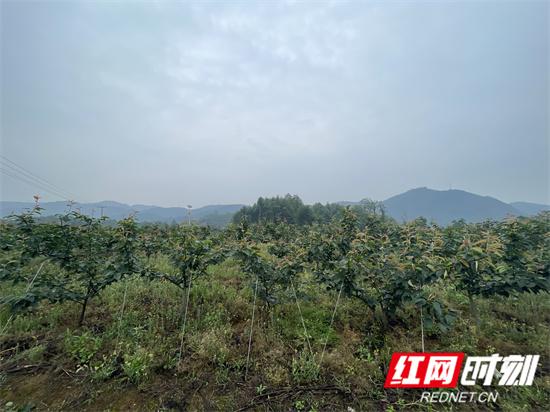 慈利县龙潭河镇：党建引领特色产业  “致富果”赋能产业振兴