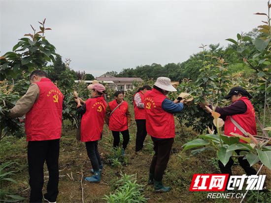 党建引领种植致富_党建引领致富路_党建引领示范种植