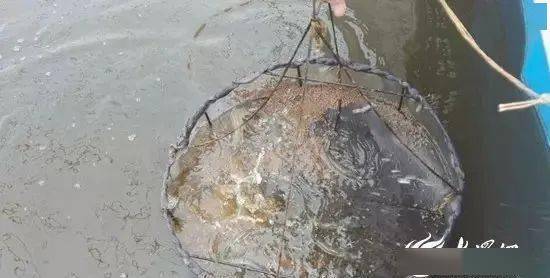 致富经养虾李忠_致富经养河虾_致富经虾