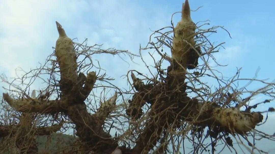 玉竹的种植技术和管理_玉竹种植要求_玉竹栽培管理技术