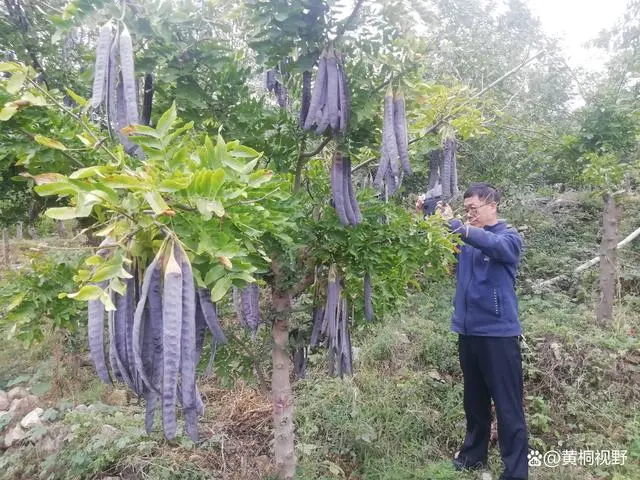 三农致富经种植项目_致富三农种植_三农致富项目