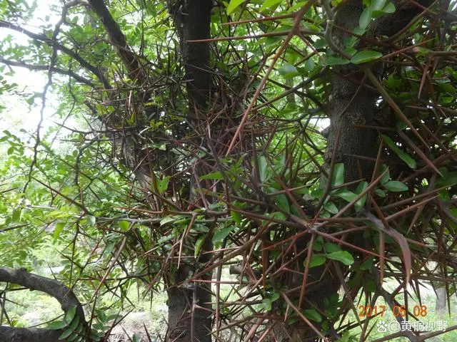 三农致富经种植项目_致富三农种植_三农致富项目