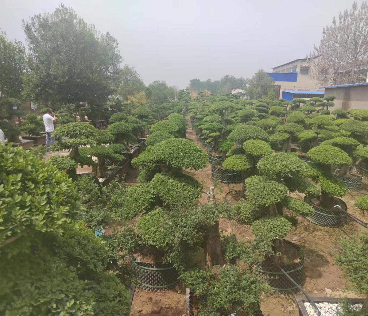 种植樱桃赚钱吗_致富经樱桃种植视频_大樱桃种植致富带头人
