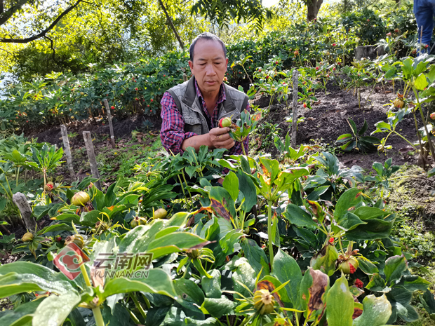 云南中华重楼种植技术_云南重楼种植基地_云南重楼种植技术视频