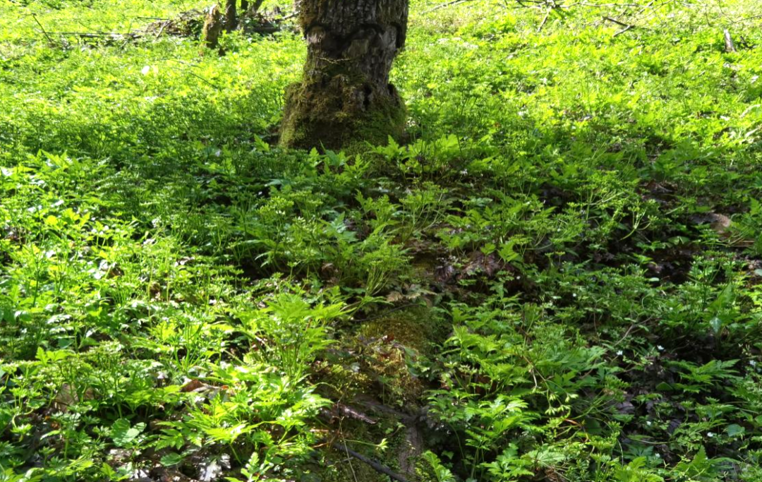 药材种植业致富项目_如何靠种植药材致富_草药种植致富
