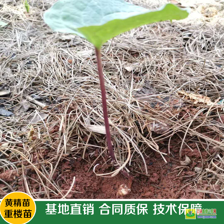 云南重楼种植技术视频_云南中华重楼种植技术_云南种植重楼地址在哪