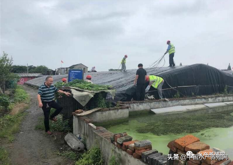 养甲鱼利润和纯收入是多少_养殖甲鱼技术及利润分析_养殖甲鱼利润怎么样