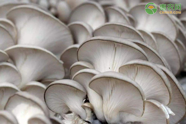 在农村种植什么赚钱快?这四个行业值得大家参考！