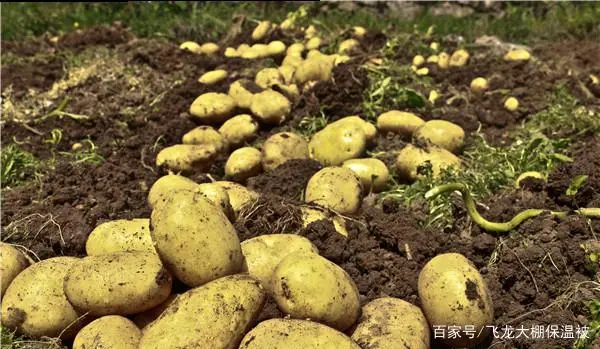 土豆高产种植技术
