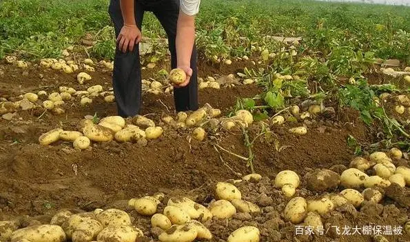 高产土豆种植技术视频_土豆种植高产技术与管理视频_土豆高产高效种植技术视频