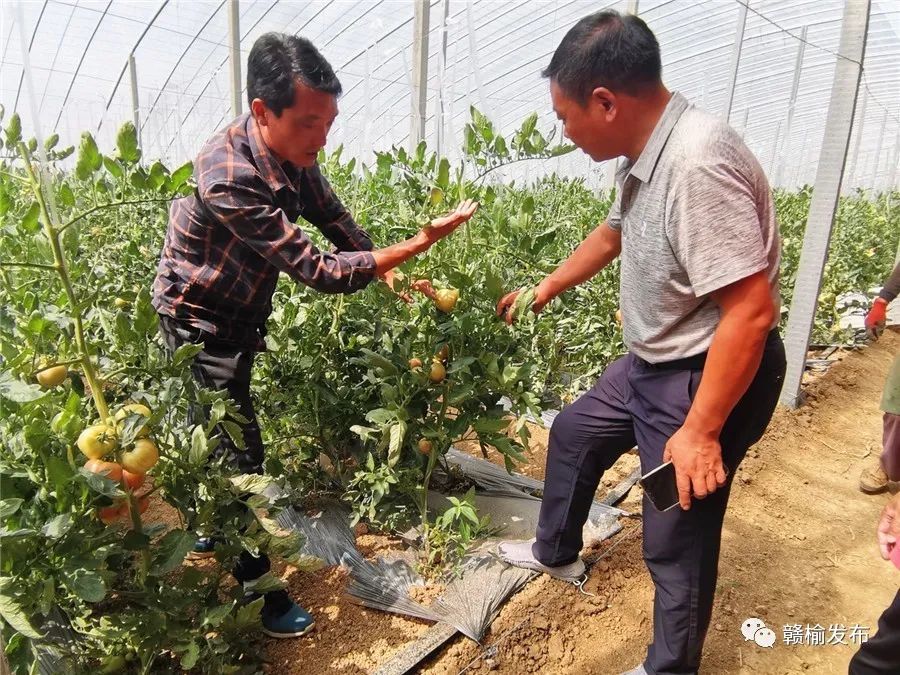 致富种植什么比较赚大钱_种植致富模式_致富种植模式图片