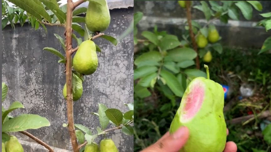 芭乐种植技术视频_如何种植芭乐_芭乐栽培种植技术视频