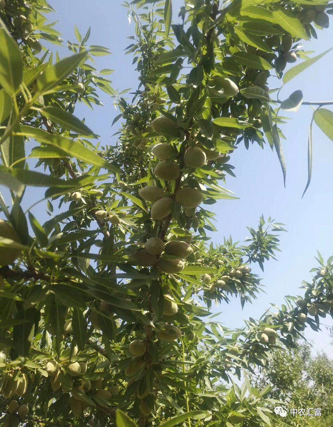 致富种植视频全集_种植致富模式_种植致富业