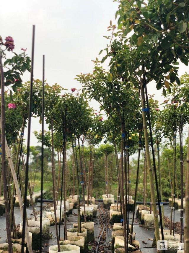 致富经 包子_做包子生意赚钱吗_包子能挣多少钱