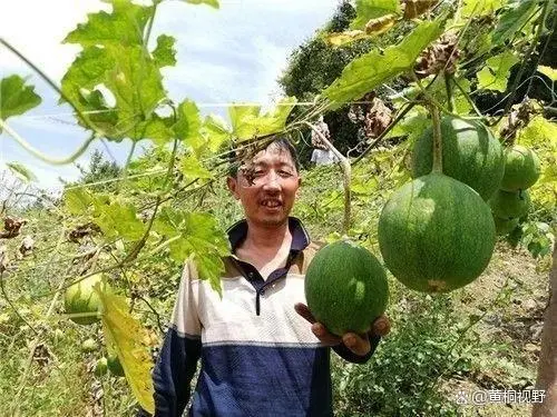 致富种植大全项目介绍_致富种植大全项目有哪些_致富项目大全 种植