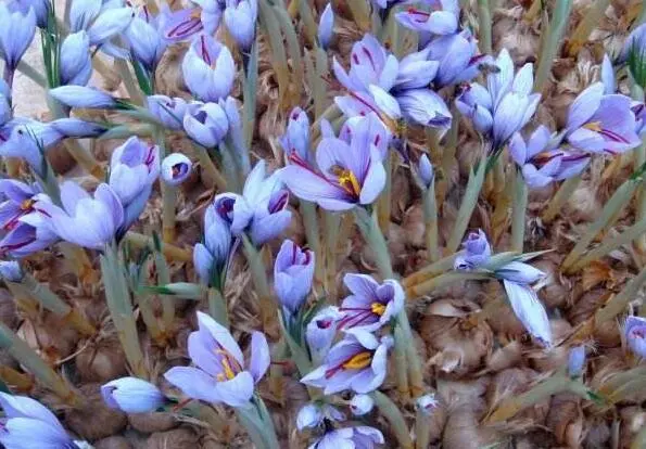 西红花室内栽培技术_如何种植西红花_西红花人工室内种植技术