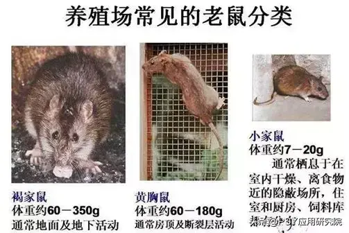 致富经肥猪懒养_懒鼠养殖致富_致富经山鼠养殖