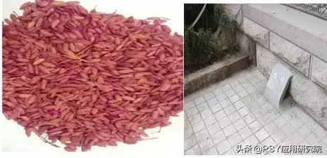 致富经山鼠养殖_懒鼠养殖致富_致富经肥猪懒养