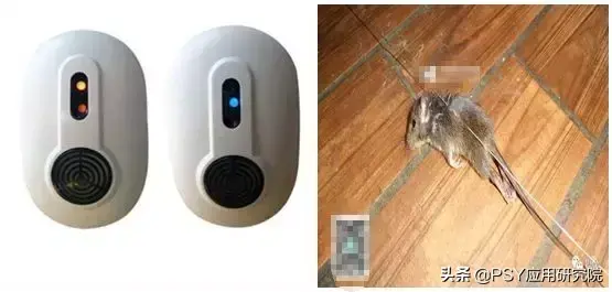 懒鼠养殖致富_致富经山鼠养殖_致富经肥猪懒养