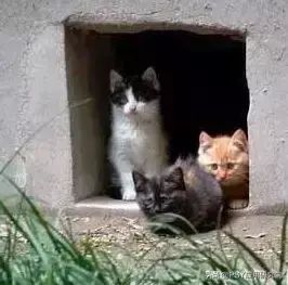 致富经山鼠养殖_懒鼠养殖致富_致富经肥猪懒养