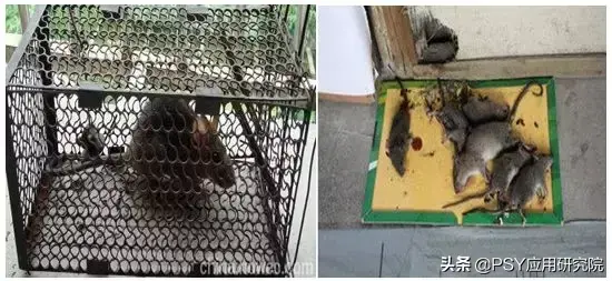 懒鼠养殖致富_致富经山鼠养殖_致富经肥猪懒养