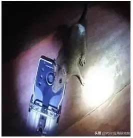 致富经肥猪懒养_懒鼠养殖致富_致富经山鼠养殖